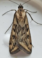 Loxostege cereralis