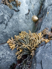 Pelvetia canaliculata