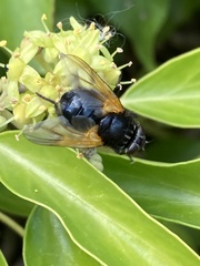 Mesembrina meridiana