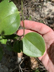 Smilax australis