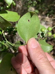 Smilax australis