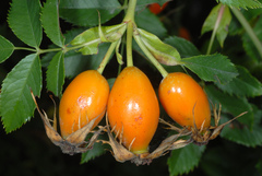 Rosa canina