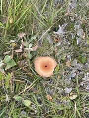 Lactarius torminosus