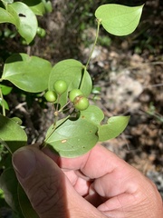 Smilax australis
