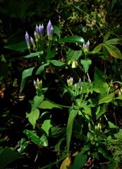 Gentianella quinquefolia