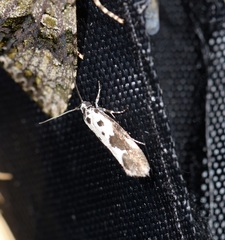 Ethmia quadrillella