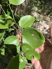 Smilax australis