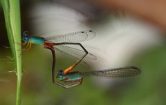 Ceriagrion cerinorubellum