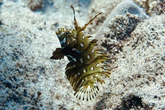 Novaculichthys taeniourus