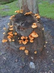 Omphalotus subilludens