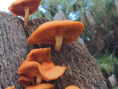 Omphalotus subilludens