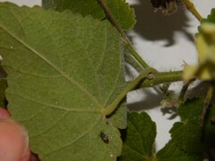 Abutilon grandifolium