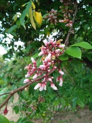 Averrhoa carambola