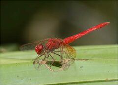 Diplacodes haematodes
