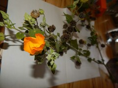 Abutilon grandifolium