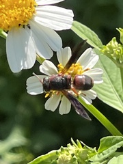 Pachodynerus erynnis