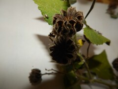 Abutilon grandifolium