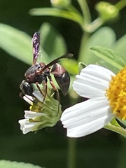 Pachodynerus erynnis
