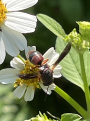 Pachodynerus erynnis