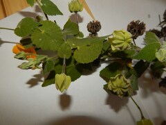 Abutilon grandifolium