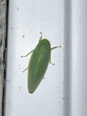 Gyponana