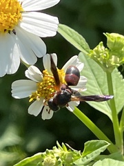 Pachodynerus erynnis