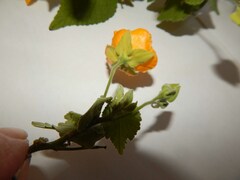 Abutilon grandifolium