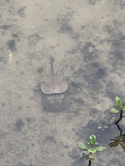 Carcinoscorpius rotundicauda