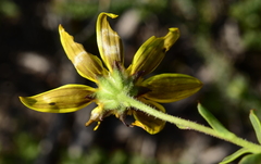 Osteospermum