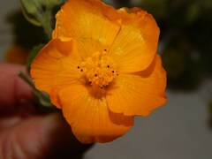 Abutilon grandifolium