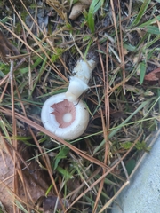 Agaricineae