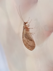 Nusalala tessellata