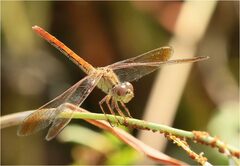 Diplacodes haematodes