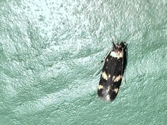 Oegoconia novimundi