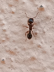 Tetramorium caespitum