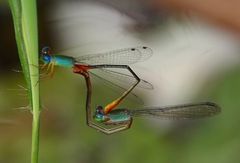 Ceriagrion cerinorubellum