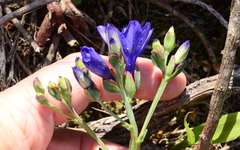 Codonorhiza azurea