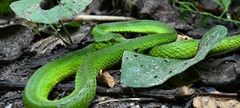 Trimeresurus popeiorum