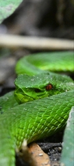 Trimeresurus popeiorum