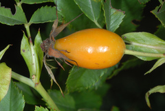 Rosa canina