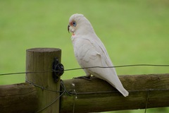 Cacatua tenuirostris