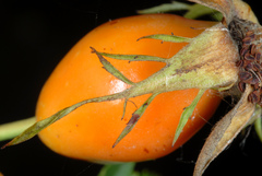 Rosa canina