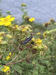 Desmia maculalis