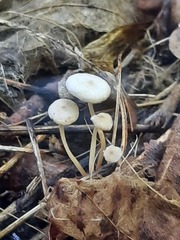Collybia