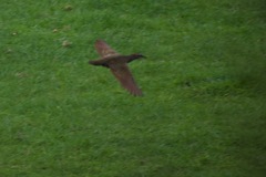 Gallirallus philippensis