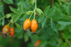 Rosa canina