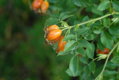 Rosa canina