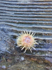 Psammechinus miliaris