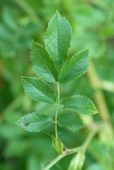 Rosa canina