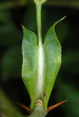Rosa canina